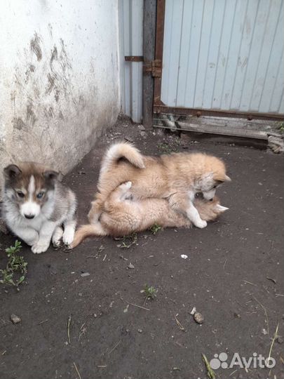 Щенки хаски