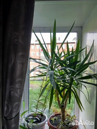 Комнатные растения