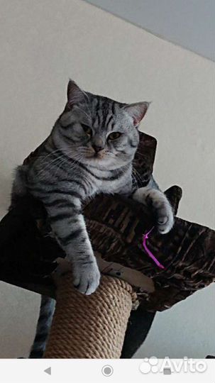 Котик вязка