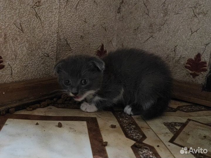 Метис британца