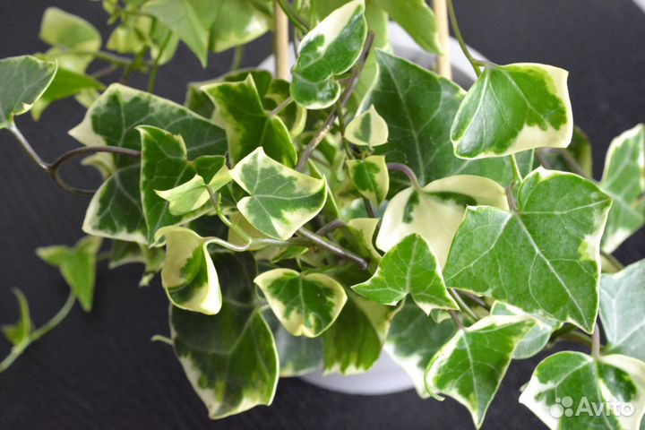 Крестовник (Сенецио) Макроглоссус Вариегата / Sene