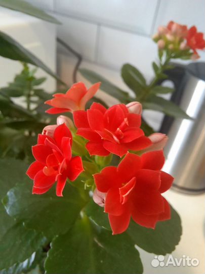 Каланхоэ цветущий