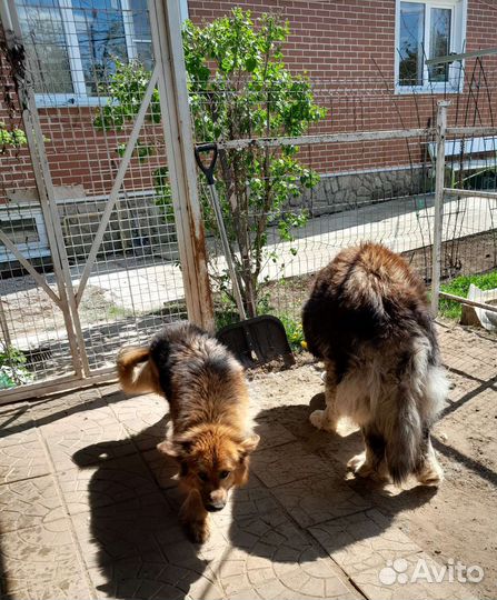 Немецкая овчарка