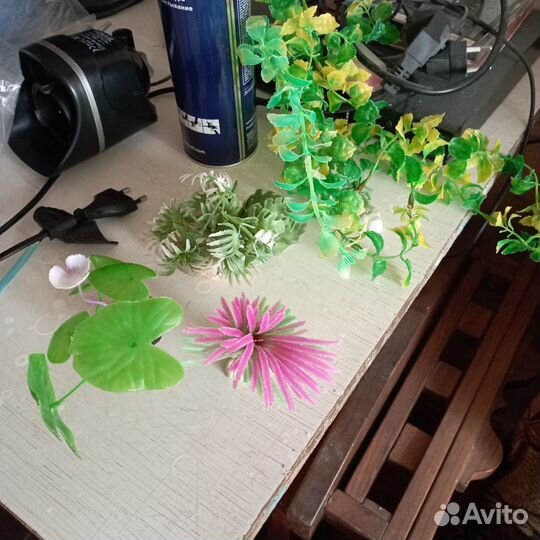 Растения для аквариума