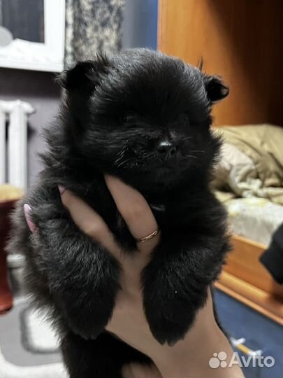 Щенки шпица