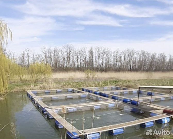 Рыба живая с местного хозяйства, Сырец