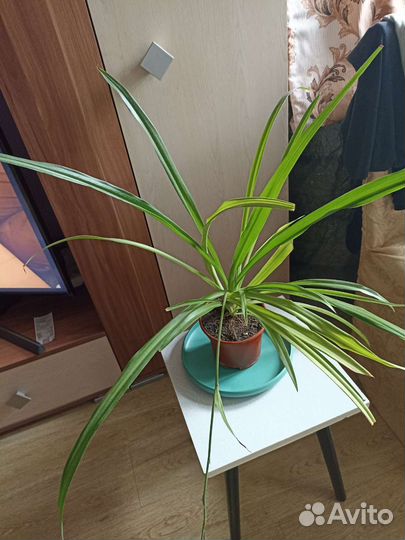 Хлорофитум