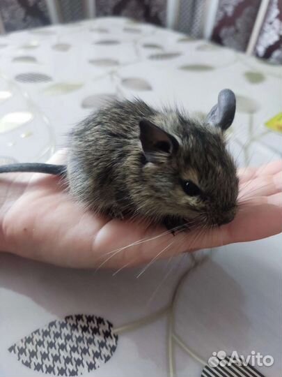 Чилийская белка дегу