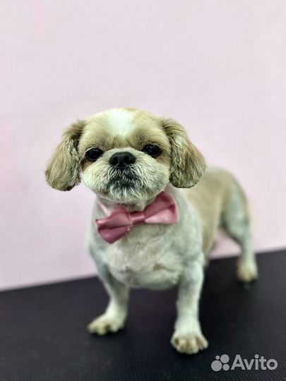 Бесплатная стрижка собак