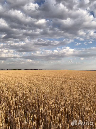 Зерно пшеница 4 класс