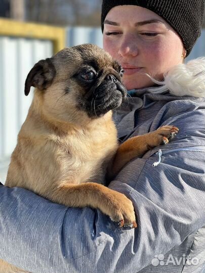 Мопс девочка взрослая