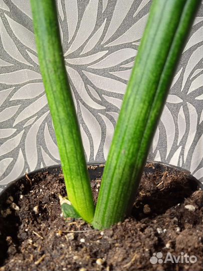 Сансевиерия сортовая