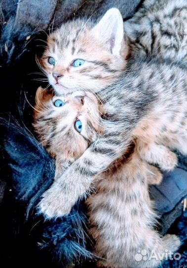 Котенок кот