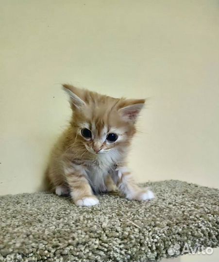 Котенок
