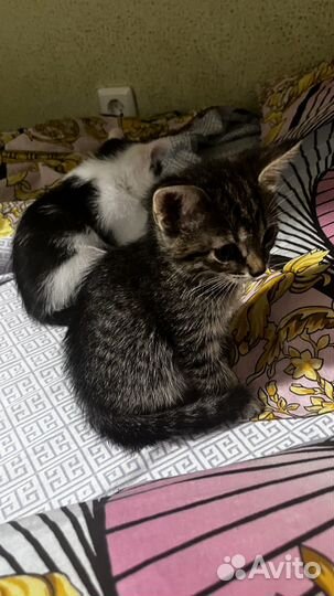 Котятки девочки