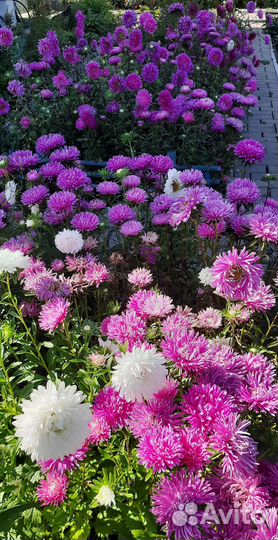 Цветы. Букеты. Астра на срез