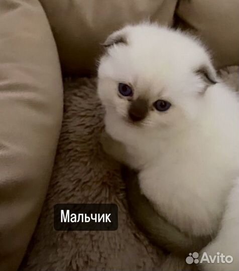 Шотландская
