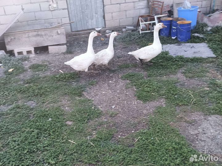 Семья гусей