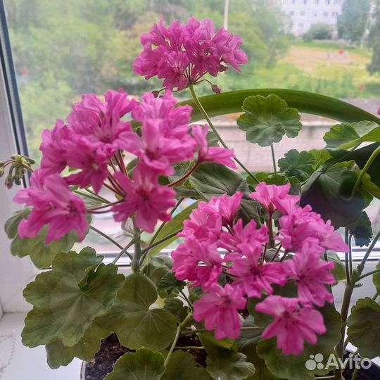 Пеларгония (герань) цветущая