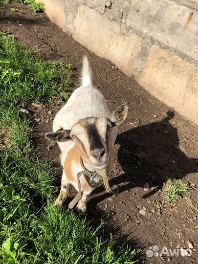 Камерунские козы, козел, козлята