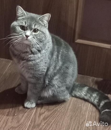 Котик британец на вязку
