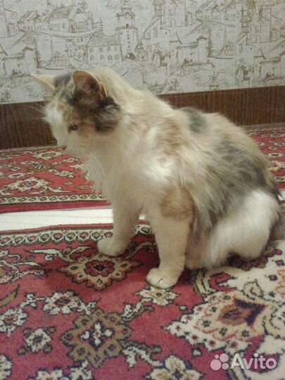 Кошечка трехцветка в добрые руки