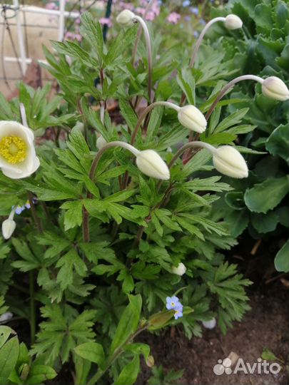 Многолетние садовые растения