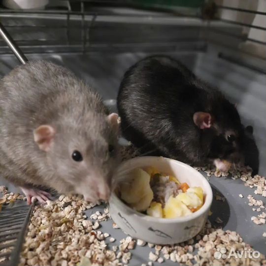 Передержка животных. Зооняня