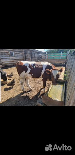 Продается бычок