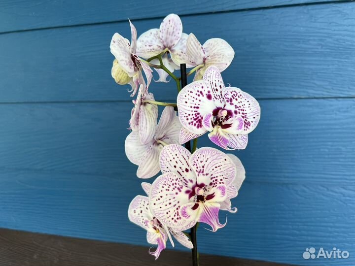 Орхидея фаленопсис