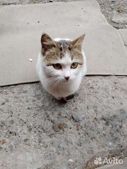 Кошка без породы