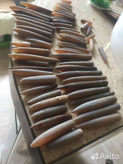 Продажа белемниты цена