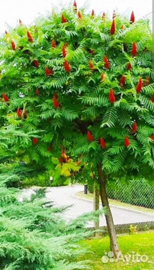 Саженцы сумах оленерогий