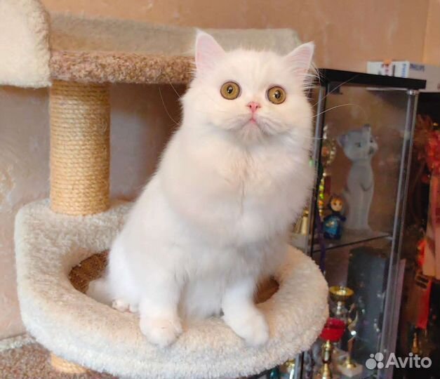Шотландская кошка
