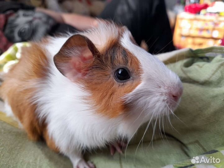 Морская свинка