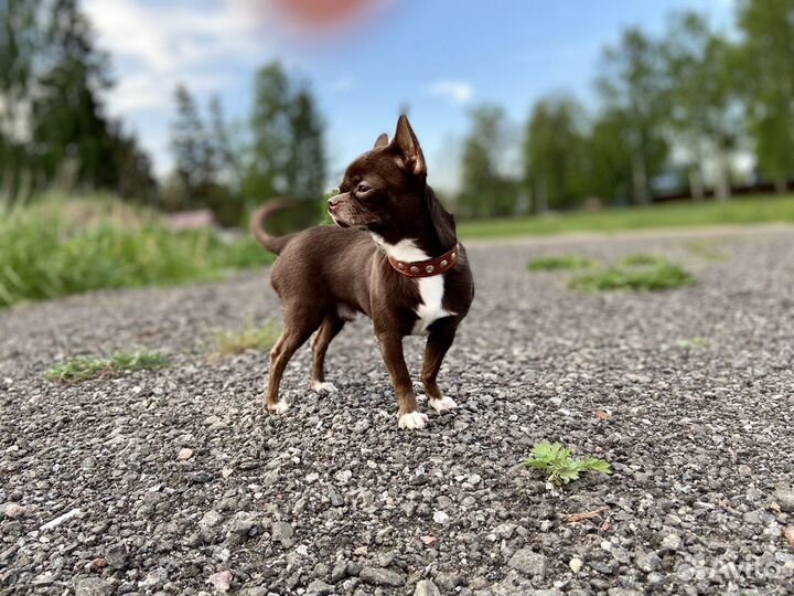 Вязка кобель чихуахуа