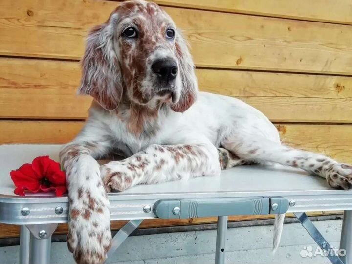 Аристо-щенки сеттера