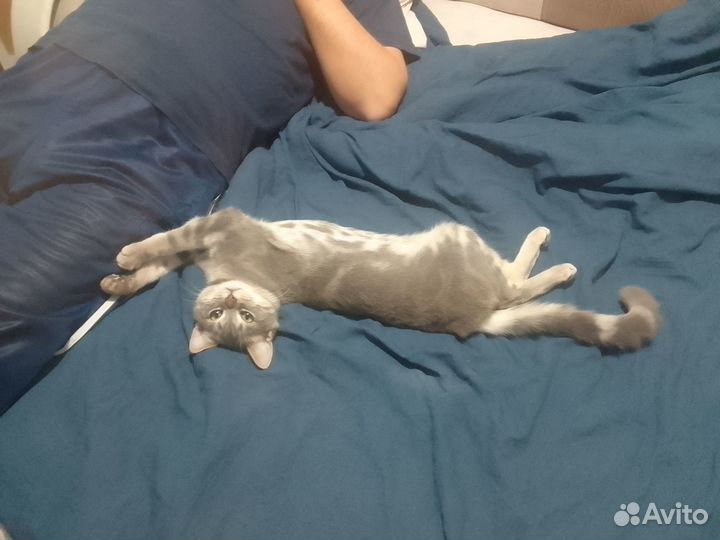 Котик британца, вязка