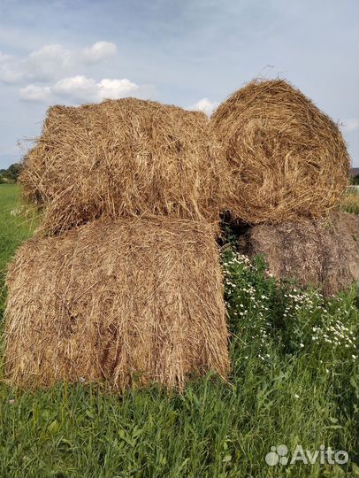 Продам сено в рулонах