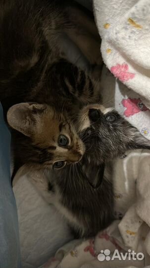 Котята в добрые руки мальчики