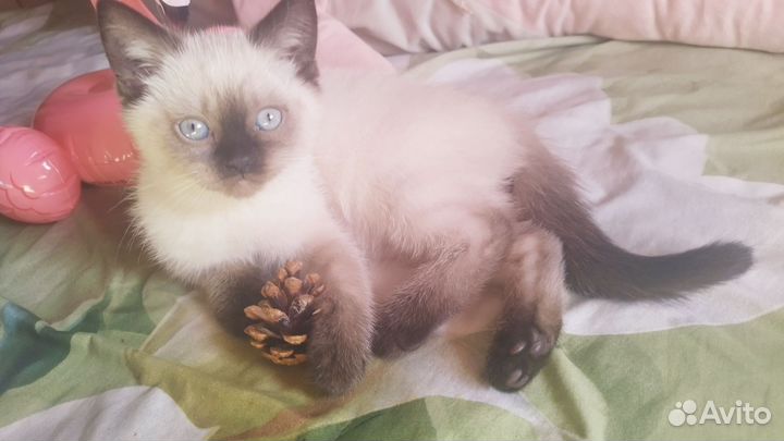 Шотландский красавчик