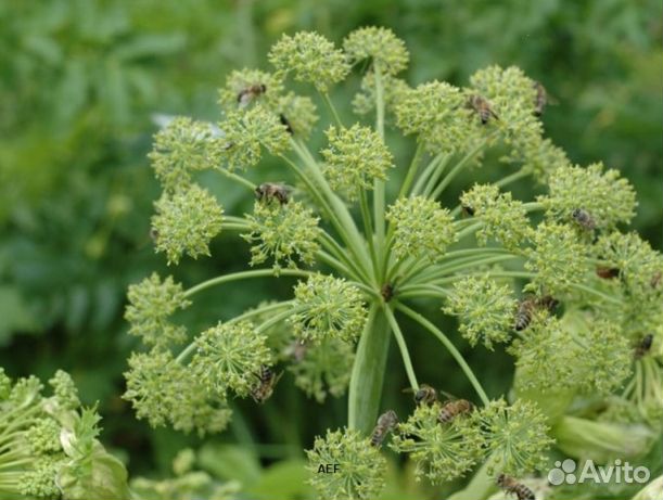 Мед 24 года из Алтая опт