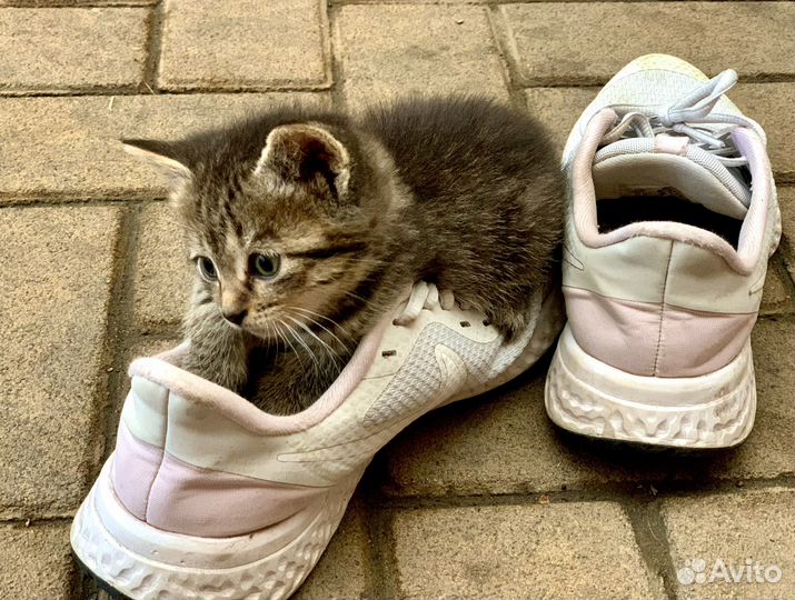 Котята в добрые руки даром