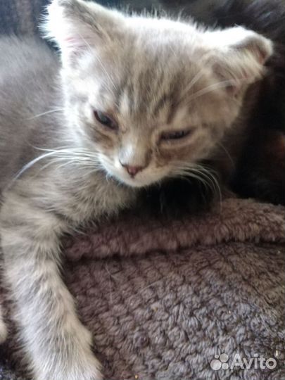 Полубританец