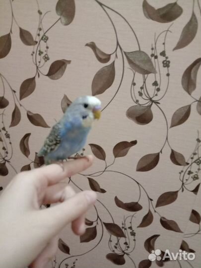 Ручные волнистый попугай