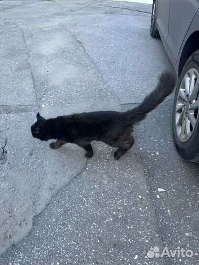 Котята отдам в добрые руки бесплатно