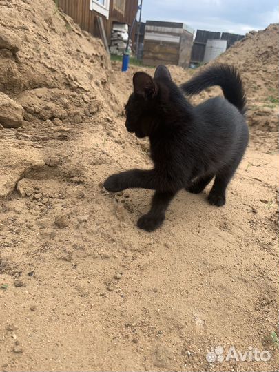 Отдам котят