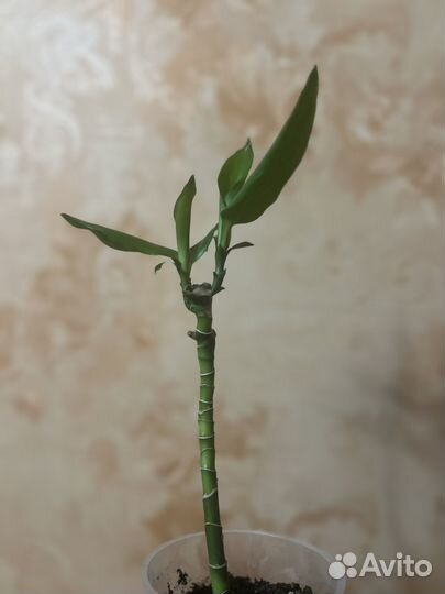 Драцена фрагранс стеуднери