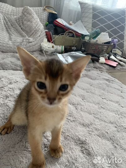 Абиссинская