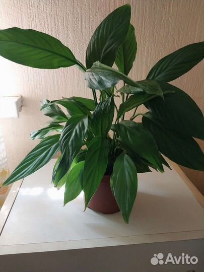 Спатифиллум